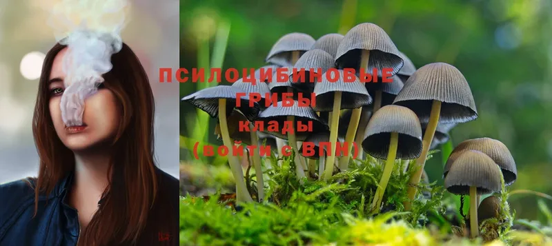 Галлюциногенные грибы MAGIC MUSHROOMS  Тулун 